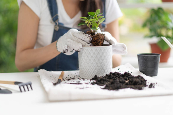leisure time hobby, Women doing replant small tree to new pot at home - Foto, afbeelding