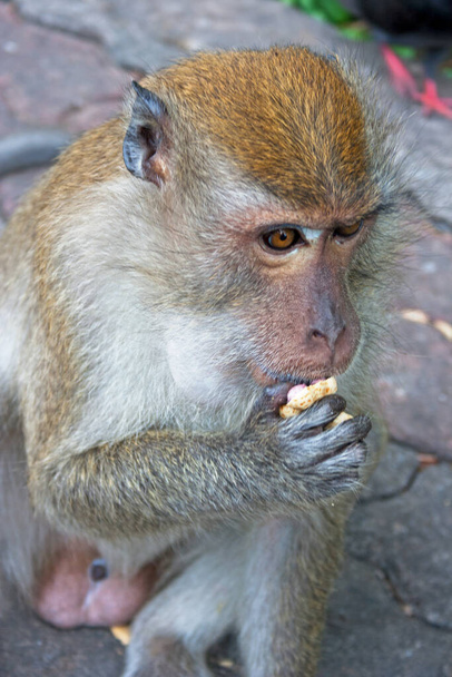 Közelkép egy hímről, aki mogyorót eszik, miközben a járdán ül.. - Fotó, kép