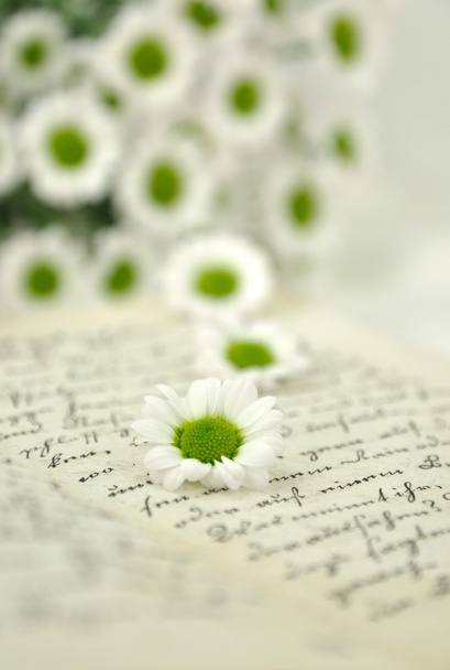 Tiny Daisies on Diary - Photo, Image