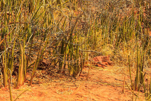 Sansevieria stuckyi στο Εθνικό Πάρκο Waterberg, Kalahari, Otjiwarongo, Ναμίμπια, Αφρική. Όμορφο αφρικανικό τοπίο. - Φωτογραφία, εικόνα