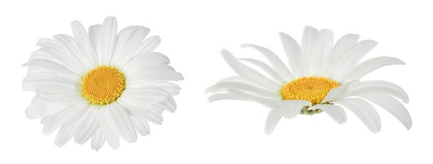 χαμομήλι ή μαργαρίτες απομονώνονται σε λευκό φόντο με πλήρες βάθος πεδίου. Σύνολο ή συλλογή - Φωτογραφία, εικόνα