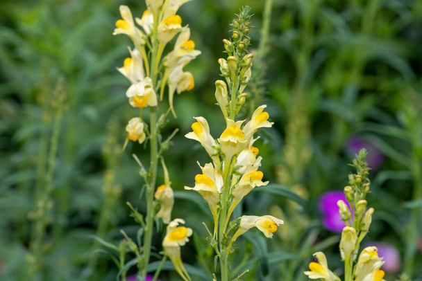 Close up of common toadflax (linuaria vulgaris) in bloom - Photo, Image