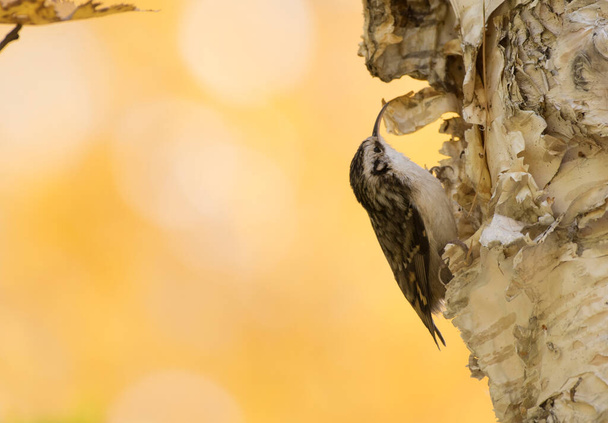 Beautiful bird of Eurasian treecreeper sitting on tree trunk on nature background  - Foto, afbeelding