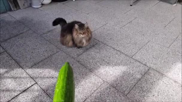 A Norwegian Forest Cat is not afraid of a cucumber - Materiał filmowy, wideo
