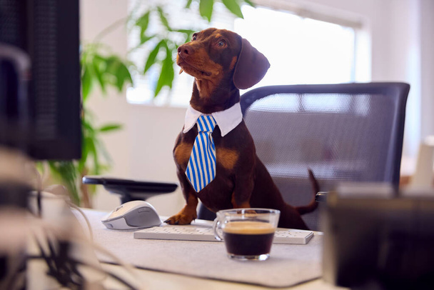 Funny Shot Of Pet Dachshund Dog Dress As Businessman At Desk In Office With Computer And Coffee - Фото, изображение