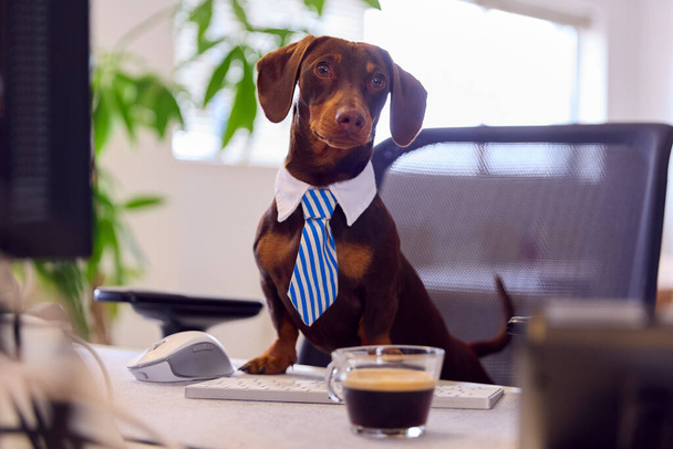 Funny Shot Of Pet Dachshund Dog Dress As Businessman At Desk In Office With Computer And Coffee - Foto, Imagen