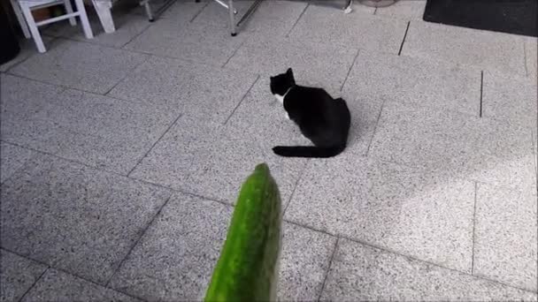 A small black and white cat should be scared with a cucumber - Video