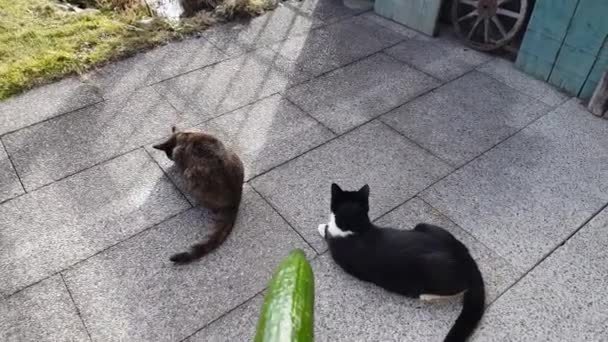 Deux petits chats devraient être effrayés par un concombre - Séquence, vidéo