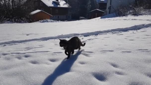 Video of a young tricolor cat walking through the cold snow - Materiał filmowy, wideo