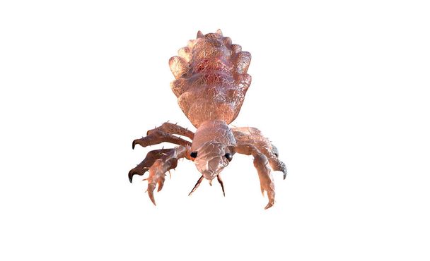head louse on a human head 3d render on a white background - Foto, Imagen