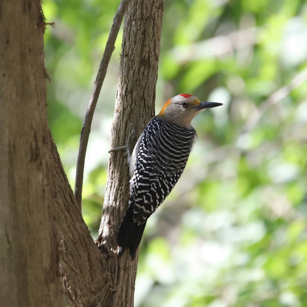 Golden-fronted Woodpecker (male) (melanerpes aurifrons) looking back from the trunk of a tree - 写真・画像