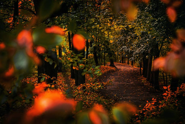 A Autumn park alley. - Photo, image