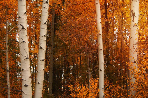 Осенью на курорте Роки-Пойнт в национальном лесу Фремонт-Винема. - Фото, изображение