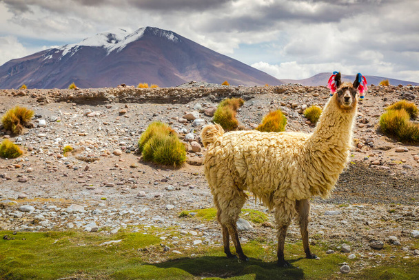 LLamas in Bolivia altiplano near Chilean atacama border, South America - Photo, Image