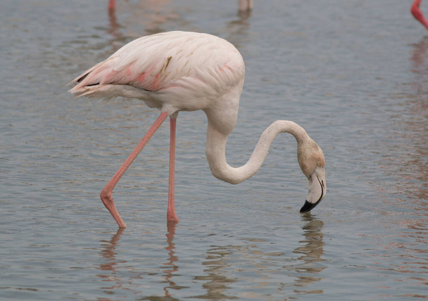 белый и розовый фламинго в воде - Фото, изображение