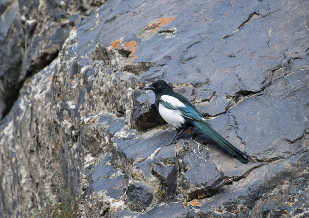 un pájaro urraca euroasiático está sentado en una roca - Foto, imagen