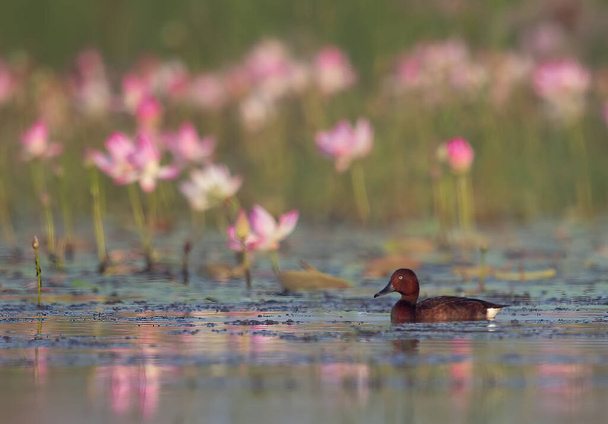 The Beautiful Ferruginous duck in wetland - Фото, изображение