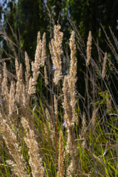 Calamagrostis epigejos is a perennial herbaceous plant of the slender leg family with a long creeping rhizome. Autumn plants with seeds. Medicinal plants. - Photo, Image