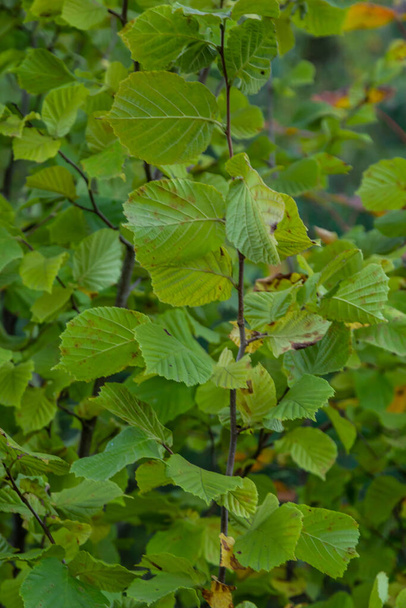 Helder groen gewone hazelaar bladeren op delicate takken prachtig verlicht in een bos. - Foto, afbeelding