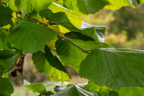 Λαμπερό πράσινο κοινό φύλλα φουντουκιού σε ευαίσθητα κλαδιά όμορφα φωτισμένα πίσω σε ένα δάσος. - Φωτογραφία, εικόνα