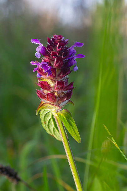 Beautiful prunella vulgaris are growing on a green meadow. Live nature. - Photo, Image