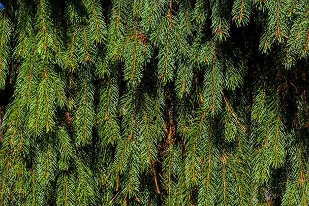 branches d'épinette verte comme fond texturé. Épinette verte, épinette blanche ou épinette bleue du Colorado. - Photo, image
