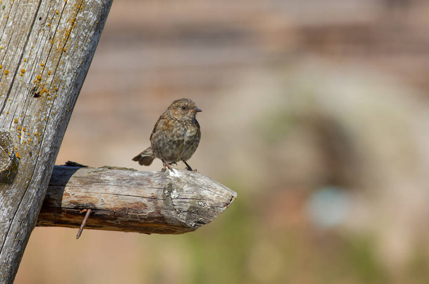 Птах шпигує за здобиччю на сухій гілці, Dunnock, Prunella modularis - Фото, зображення