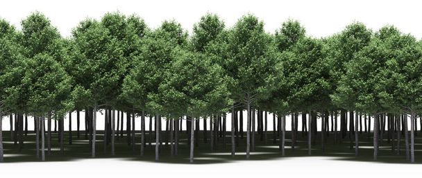 Ліс з зеленими деревами навесні
 - Фото, зображення
