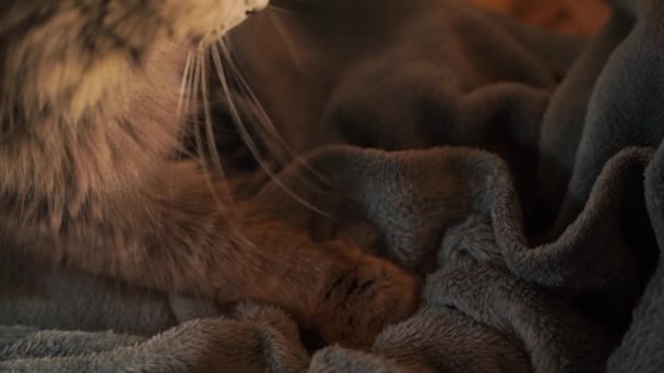 Grey cat kneading in slow motion. Stray cat sits on the couch and purring before sleep. Cozy and comfort - Materiał filmowy, wideo