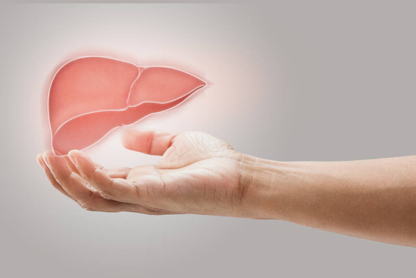 Man holding liver illustration against gray wall background. Concept with mental health protection and care. - Photo, Image
