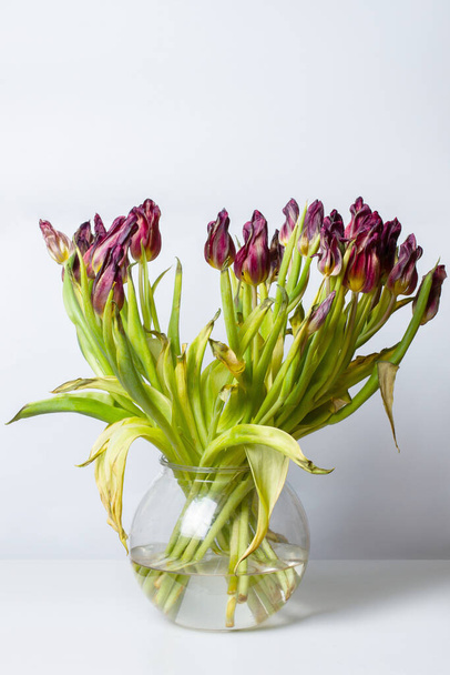 увядший цветок. Завядшие тюльпаны в вазе на светлом фоне. - Фото, изображение