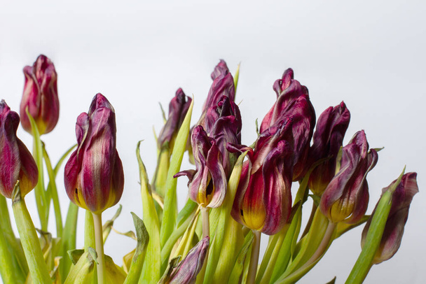 zvadlá květina. Vadlé tulipány na světlém pozadí. - Fotografie, Obrázek