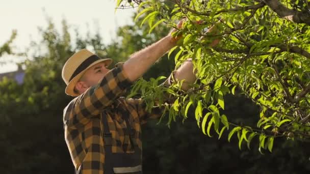 Portrait of a sad gardener pruning dry branches on a tree. Close-up. Slow motion. The concept of gardening and horticulture. - Filmagem, Vídeo