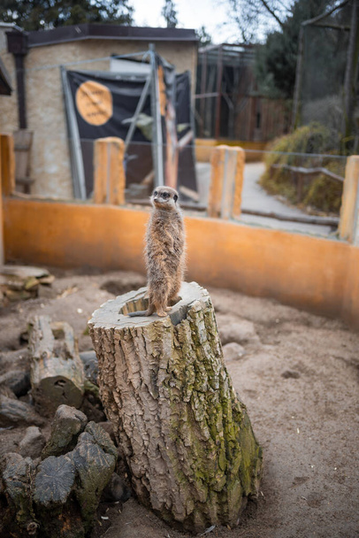 Bliski widok Meerkats w jednym z Pragur zoo, Europa. Wysokiej jakości zdjęcie - Zdjęcie, obraz