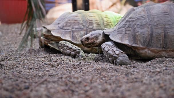 luonnonvaraiset eläimet, kilpikonnat hengittävät raitista ilmaa eläintarhan hiekkakivillä, lähikuva - Materiaali, video