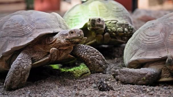 animales salvajes, tortugas se arrastran sobre el fondo arenoso de la orilla de piedras en el zoológico - Metraje, vídeo