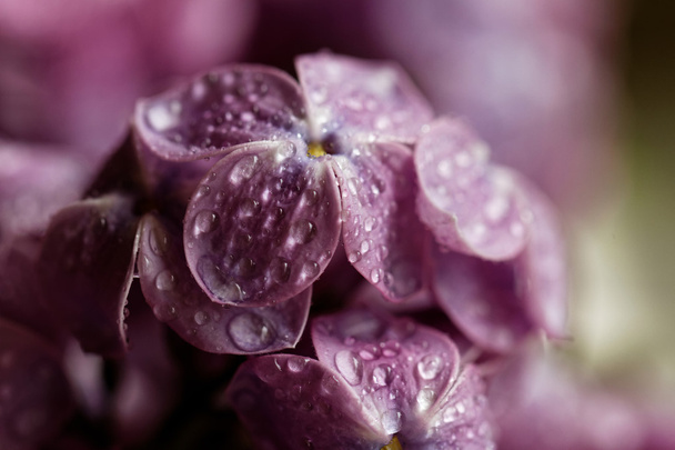 Purple lilac with waterdrops - Foto, imagen