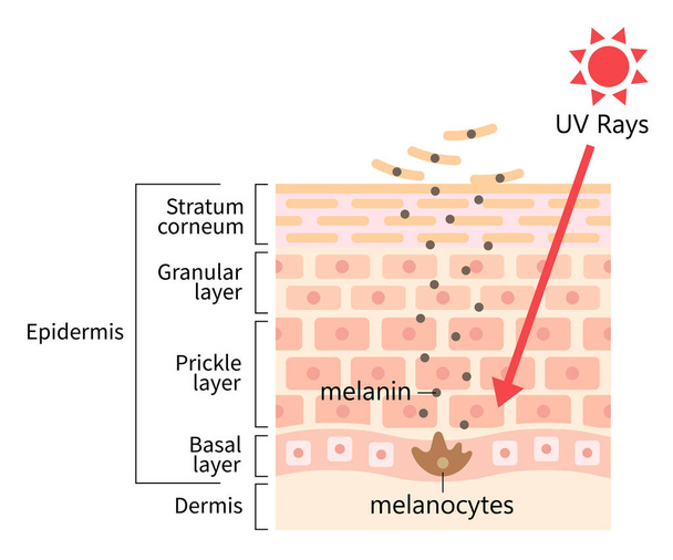ultraviolet licht en gezonde huid cel omzet illustratie. dode huidcellen afstoten en vervangen door jongere cellen. Schoonheidsverzorging concept - Vector, afbeelding