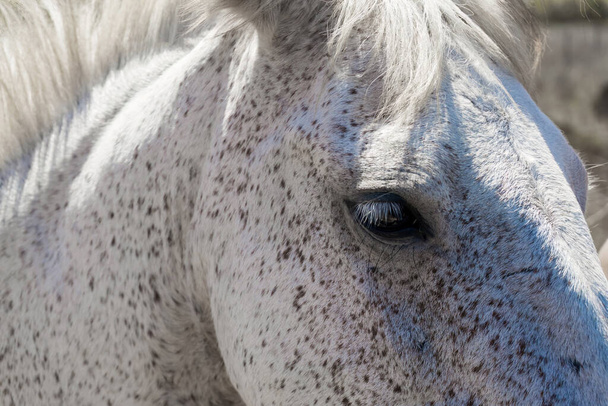 Μάτι λευκού αλόγου με γκρίζες κηλίδες από κοντά - Φωτογραφία, εικόνα