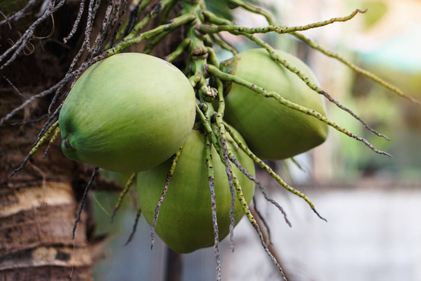 Organic coconut fruits hangs on tree in garden. Concept : Agriculture crop in Thailand. Thai farmers grow coconuts " MaProw NamHom" to sell . Summer fruits that can be grown at home or garden.  - Foto, afbeelding