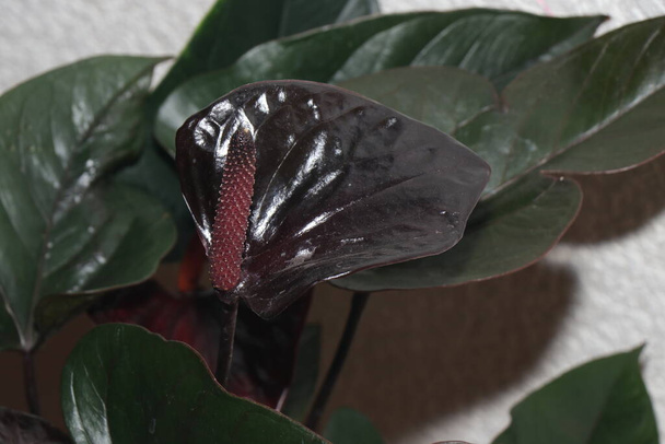Black blooming anthurium of the "Black Handsome" variety. A large indoor plant with unusual flowers - Photo, Image