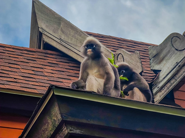 Сухі листові мавпи або приголомшені люстри сидять на даху на залізничному пляжі (провінція Крабі, Таїланд). - Фото, зображення