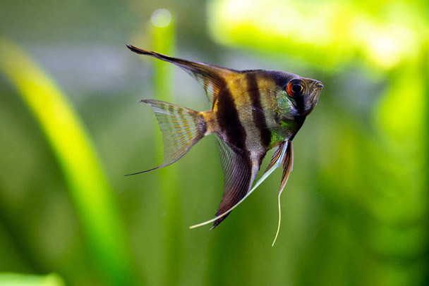 Selektiver Fokus eines Engelfisches in einem Fischbecken mit verschwommenem Hintergrund (Pterophyllum scalare)) - Foto, Bild