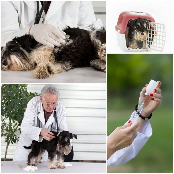 Raccolta di cure veterinarie
 - Foto, immagini
