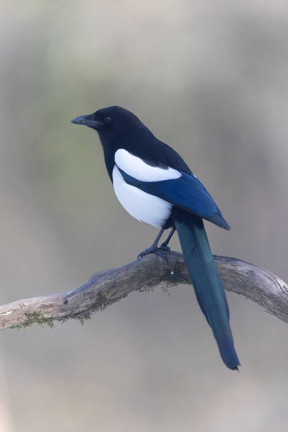 European Magpie Pica pica sitting on a dead branch or on snow - Photo, Image