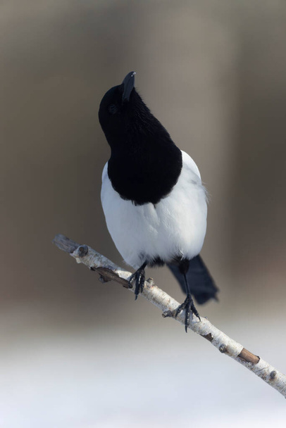 European Magpie Pica pica sitting on a dead branch or on snow - Foto, imagen