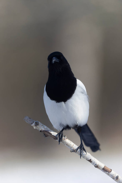 European Magpie Pica pica sitting on a dead branch or on snow - Fotó, kép