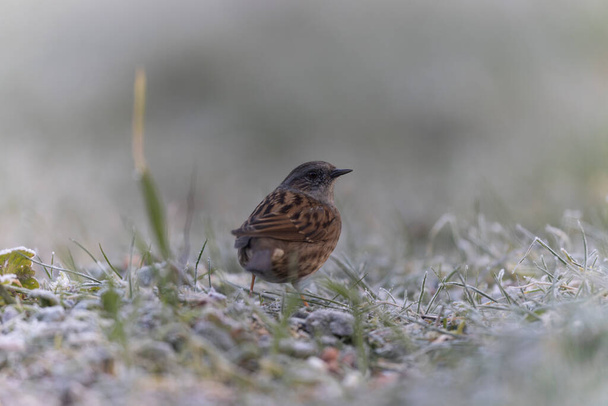 Dunnock Prunella modularis in close view in a cold winter morning - Photo, Image