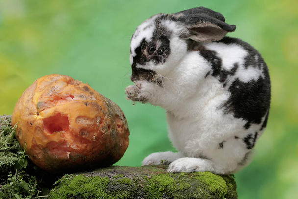 Молодой кролик ел спелую папайю, упавшую на скалу, заросшую мхом. У этого грызуна научное название Lepus negricollis. - Фото, изображение
