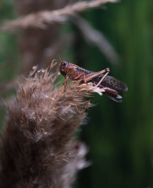 Macrophotograph of the locust, Locusta migratoria - Stock Image